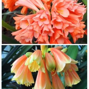 Clivia One Seeds