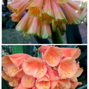 Clivia One Seeds