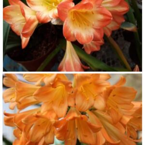 Clivia One Seeds